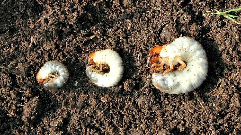 lawn grubs